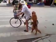 Dog Guards Owners Bike