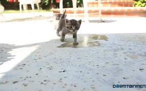 If Kittens Could Talk - Animals - VIDEOTIME.COM