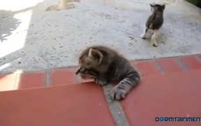 If Kittens Could Talk - Animals - VIDEOTIME.COM