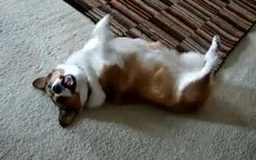 Corgi Needs Attention - Animals - VIDEOTIME.COM
