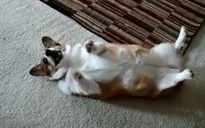 Corgi Needs Attention - Animals - VIDEOTIME.COM
