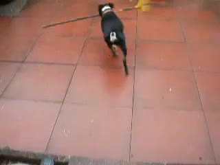 Dog Can't Get In