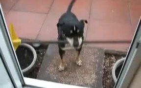 Dog Can't Get In - Animals - VIDEOTIME.COM