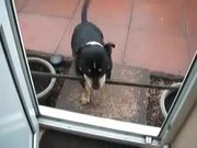Dog Can't Get In