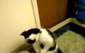 Cat Pees Standing Up - Animals - VIDEOTIME.COM