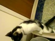 Cat Pees Standing Up