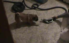 Puggle Vs Vacuum - Animals - VIDEOTIME.COM