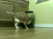 Cat Feeder Slamming