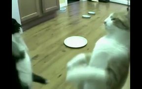 Cat Feeder Slamming - Animals - VIDEOTIME.COM