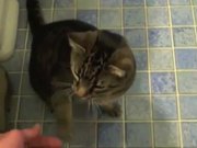 Cat Does Dog Tricks