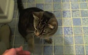 Cat Does Dog Tricks - Animals - VIDEOTIME.COM