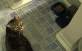 Cat Does Dog Tricks - Animals - VIDEOTIME.COM