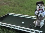 The Amazing Golfing Dog
