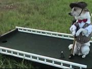 The Amazing Golfing Dog