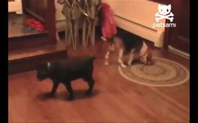 Smart Dog Gets His Toy - Animals - VIDEOTIME.COM