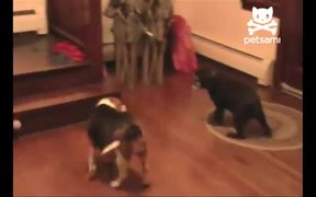 Smart Dog Gets His Toy - Animals - VIDEOTIME.COM
