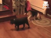 Smart Dog Gets His Toy