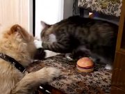 Cat Vs Dog For A Toy