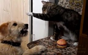 Cat Vs Dog For A Toy - Animals - VIDEOTIME.COM