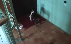 Security Cat - Animals - VIDEOTIME.COM