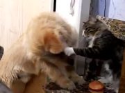 Cat Vs Dog For A Toy