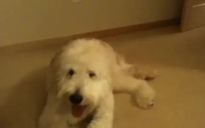 Over Excited Dog Fails - Animals - VIDEOTIME.COM