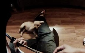 Dog Guitar - Animals - VIDEOTIME.COM