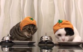 Pavlov's Cats - Animals - VIDEOTIME.COM