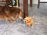 Dog & Toy Puppy