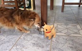 Dog & Toy Puppy - Animals - VIDEOTIME.COM