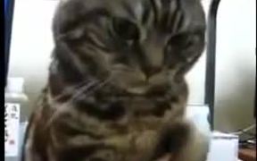 Polite Cat - Animals - VIDEOTIME.COM