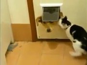 Cats Can Be Jerks 2