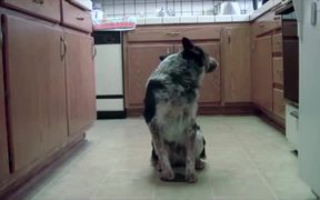 Jumpy The Dog - Animals - VIDEOTIME.COM