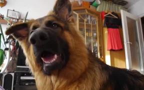 German Shepherd Ringtones - Animals - VIDEOTIME.COM