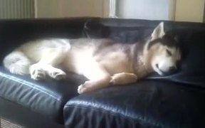 Dog Dreaming And Barking - Animals - VIDEOTIME.COM