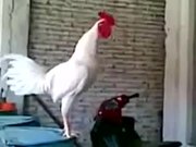 Laughing Rooster