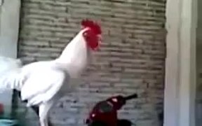 Laughing Rooster - Animals - VIDEOTIME.COM