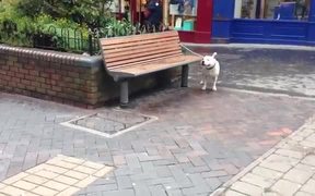 Weird Screaming Dog - Animals - VIDEOTIME.COM