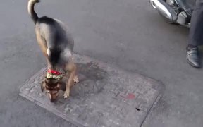 Scooter Dog Is Trained - Animals - VIDEOTIME.COM