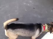 Scooter Dog Is Trained