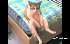 Cats Acting Like Humans - Animals - VIDEOTIME.COM