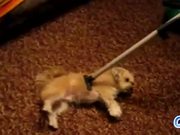 Dogs Who Love Being Vacuumed