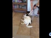 Dogs Who Love Being Vacuumed