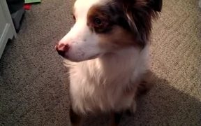 Defective Dog Siren - Animals - VIDEOTIME.COM