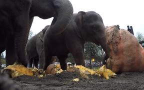Elephants Vs Pumpkins - Animals - VIDEOTIME.COM