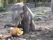 Elephants Vs Pumpkins