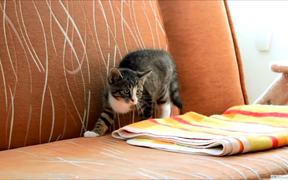 Playful Kitten Playing Games - Animals - VIDEOTIME.COM