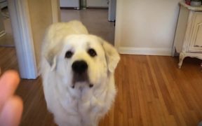 Dogs Catching Treats - Animals - VIDEOTIME.COM