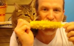 Corny Cat - Animals - VIDEOTIME.COM