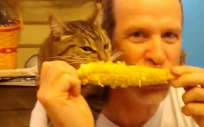 Corny Cat - Animals - VIDEOTIME.COM